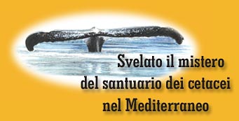 Svelato il mistero del santuario dei cetacei nel Mediterraneo